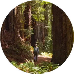 A woman is surrounded by towering Redwood trees while she walks on the trail.