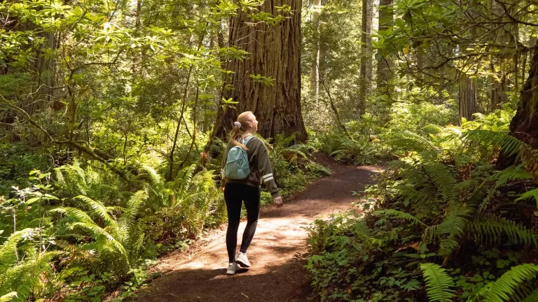 A woman is walking on a trail through a fern covered floor looking at everything around her.