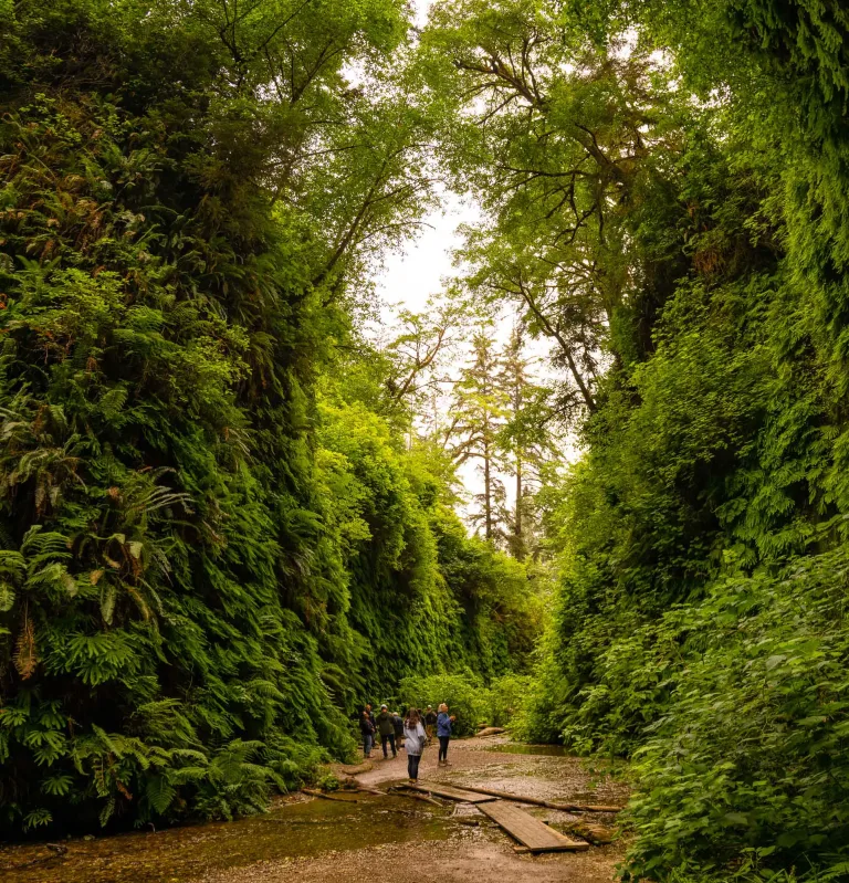 large fern walls from top to bottom covering the fern canyon trail