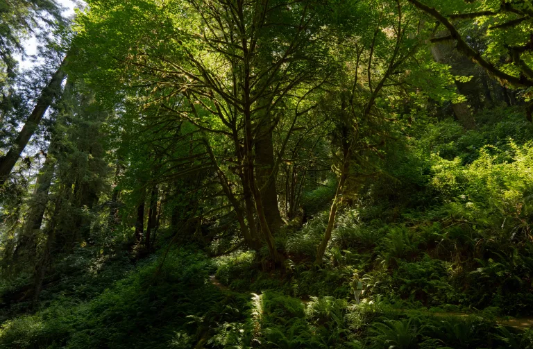 A sun-illuminated woman walks along the path under large maple trees along the Trillium Falls Trail