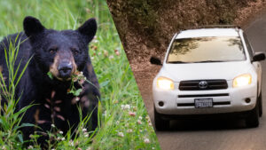 A bear on the left and a 2008 Rav 4 on the right